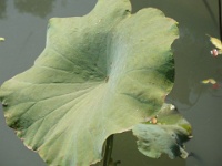 2009 China 1642